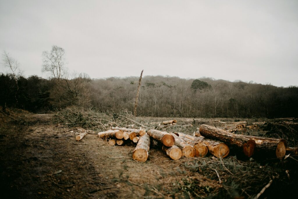 How Satellite Data Is Used to Detect Deforestation